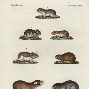 Talpidae Collection: Siberian Mole