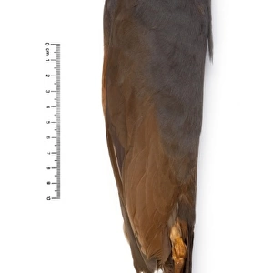 Microgoura meeki, Choiseul pigeon