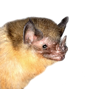 Orange Leaf-nosed Bat