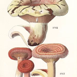 Milkcap mushroom, Lactarius controversus