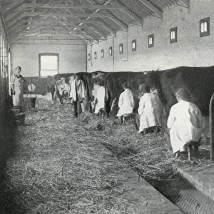 Milking, Darenth Training Colony, Kent