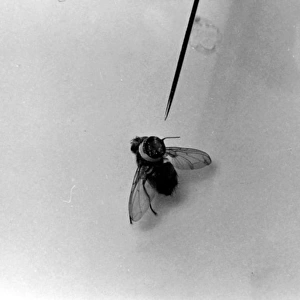 Model fly for use in spying