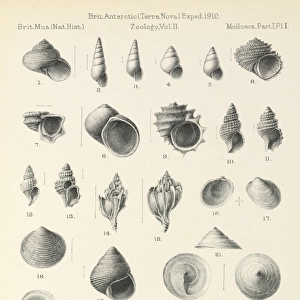 Mollusca drawings