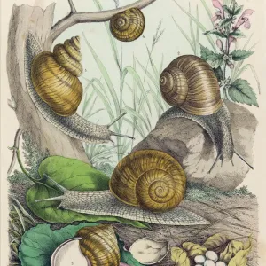 Snails Related