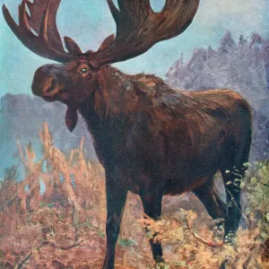Moose (Elk) Print by Cuthbert Swan, Alces machlis Moose (Elk) Print by Cuthbert Swan, Alces machlis