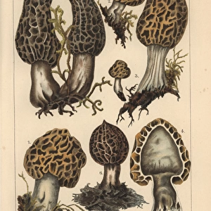 Morel mushrooms: Morchella lutescens, Morchella