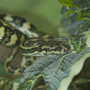 Morelia spilota, Jaguar carpet python
