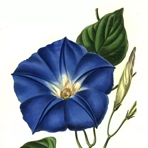 Morning glory, Ipomoea tricolor