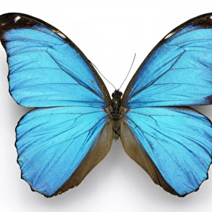 Morpho menelaus, Cramers blue butterfly