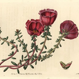 Moss-rose purslane, Portulaca grandiflora