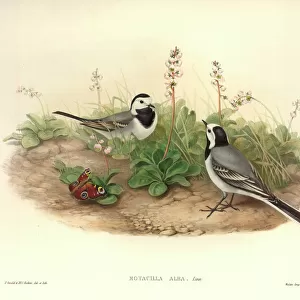 Wagtails And Pipits Poster Print Collection: Grey Wagtail