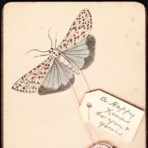 Moth on a handmade Christmas card