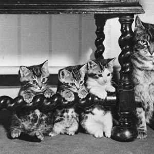 Mother cat and three kittens