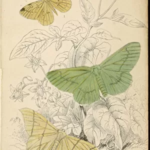 Moths / Lizars 1880