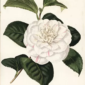 Mr. Presss camellia, Camellia japonica pressii