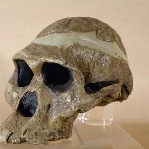 Mrs. Ples skull