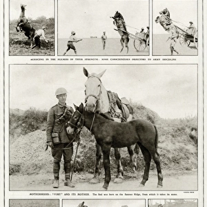 Mules and horses during WWI