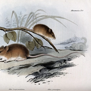 Mus longicaudatus - Two species of mice from South America
