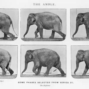 Muybridge Print - Elephant Ambling Muybridge Print - Elephant Ambling