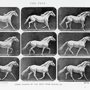 Muybridge - Horse Trot