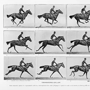 Muybridge / Horses Gallop