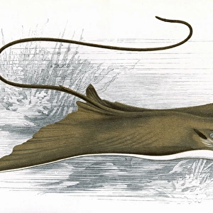 Myliobatis Aquila, or Common Eagle Ray