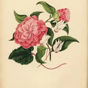The myrtle-leaved Camellia or Japan Rose