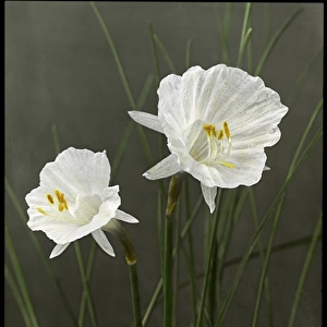 Narcissus Cantabricus Monophyllus