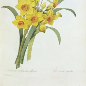 Modern Art Prints & Wall Art: Botanical