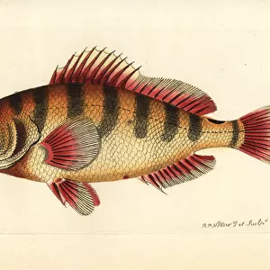 Nassau grouper, Epinephelus striatus