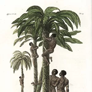 Natives of Guinea climbing trees using slings