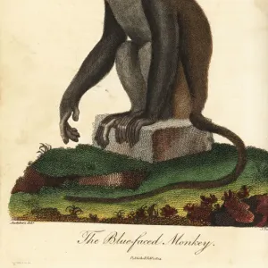 Red-tailed Monkey