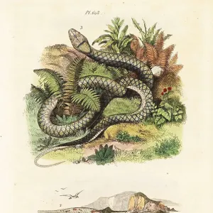 Conchiglia di foglia di carta e pitone ametistino. Conchiglia di foglia di carta e pitone ametistino.