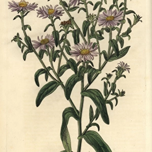 New York aster, Symphyotrichum novi-belgii