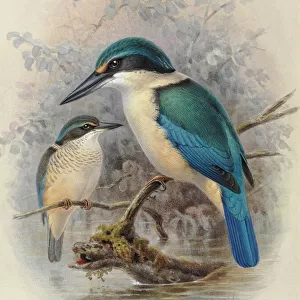 New Zealand Kingfisher (young and adult)