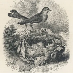 Print of a Nightingale on its nest Print of a Nightingale on its nest