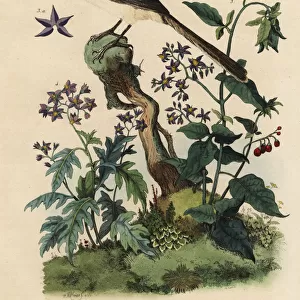 Northern mockingbird, nightshades and beetle