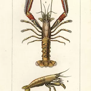 Crustaceans Framed Print Collection: Norway Lobster