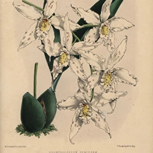 Odontoglossum hybrid orchid with white flowers