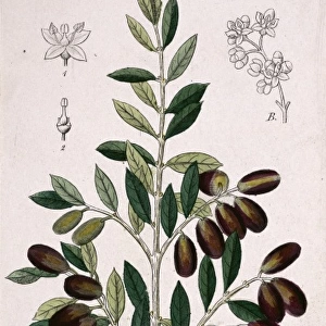 Olea europaea, olive