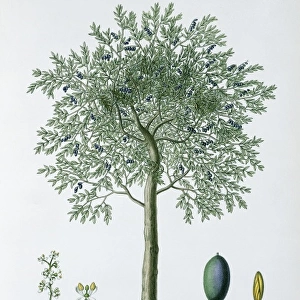 Olivier, olive tree