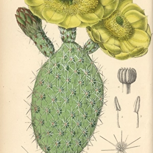 Opuntia polyacantha, yellow cactus native to the USA