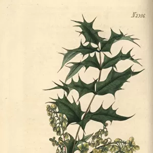 Oregon grape, Berberis aquifolium