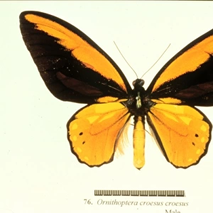 Ornithoptera croesus, birdwing butterfly