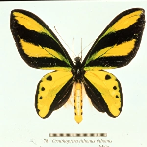 Ornithoptera tithonus, birdwing butterfly