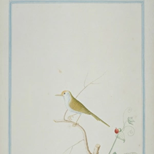 Orthotomus sutorius, common tailorbird