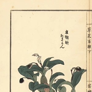 Osaran or Japanese eria orchid, Eria reptans