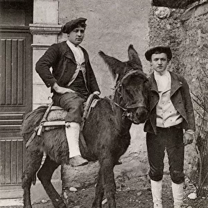 Pyrenean Donkey