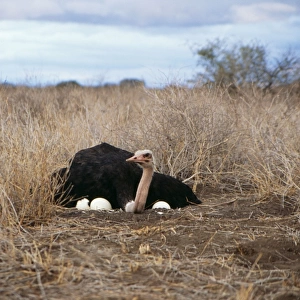 OSTRICH - male on nest with eggs
