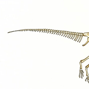Oviraptor skeleton